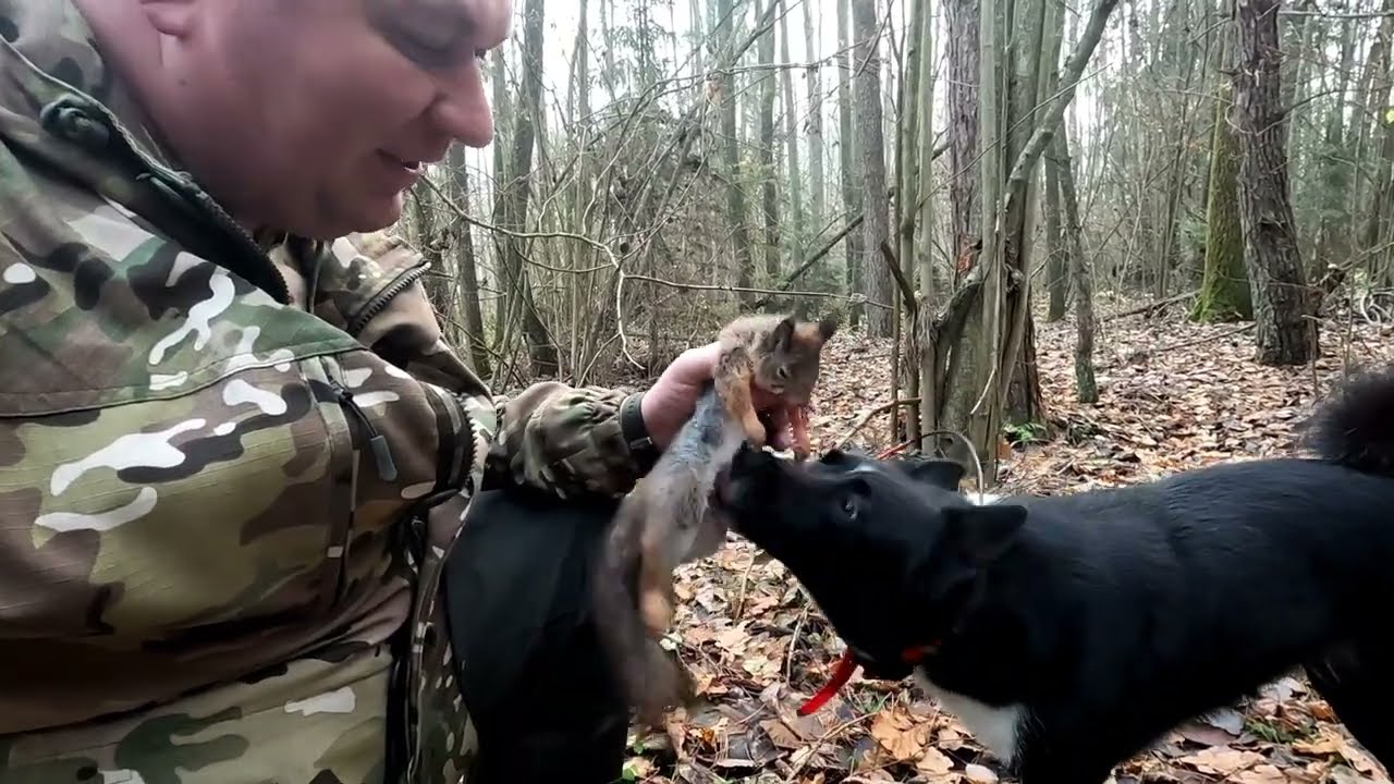 Охота на белку и куницу сезон 2025 2026  Часть 1