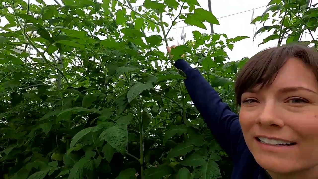 Running the Lines - Hydroponic Drip Irrigation