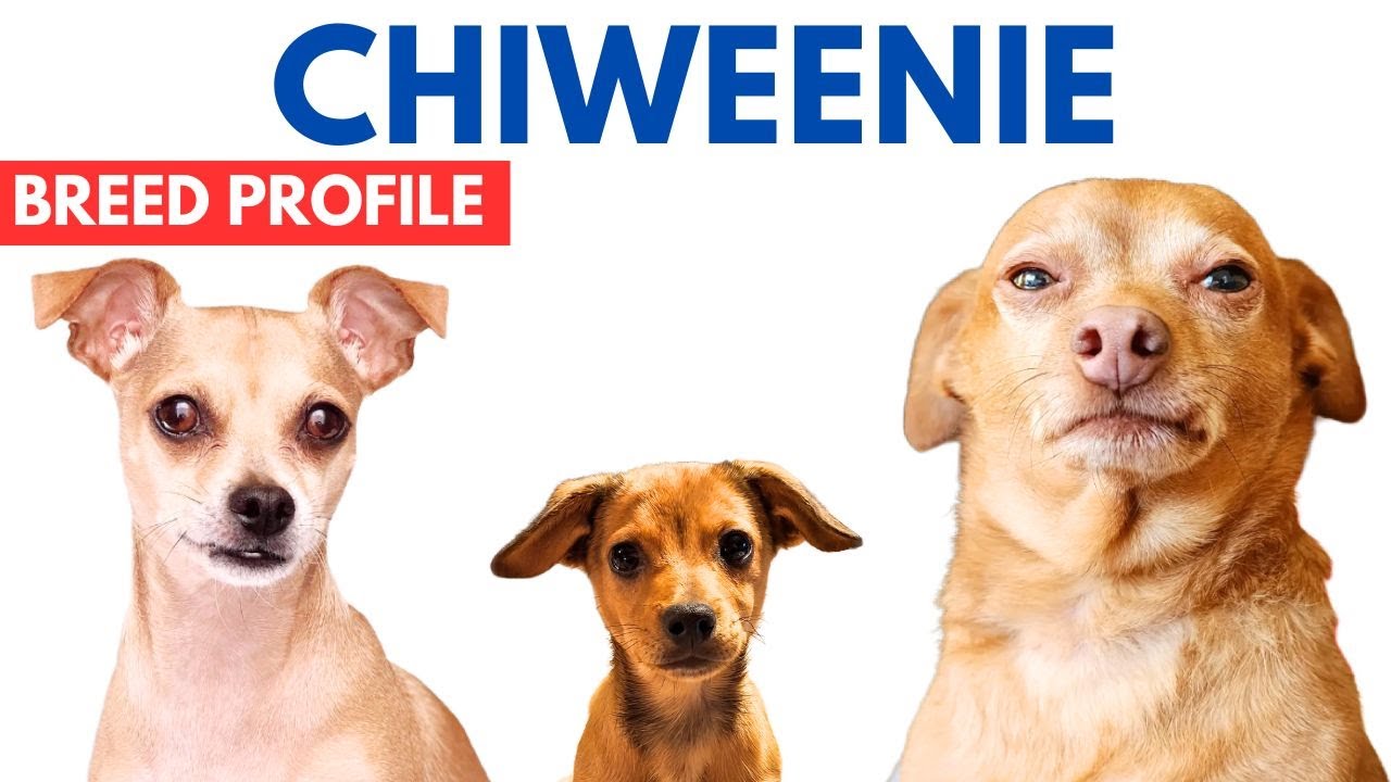 Profil rasy ps&oacute;w rasy Chiweenie | Historia, cena i zachowanie psa rasy Chiweenie wobec dzieci