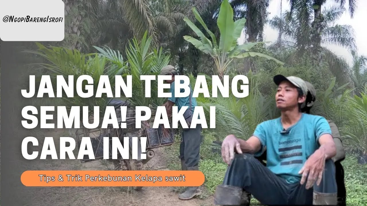 Trik Ganti Sawit Tanpa Rugi Total! Teknik Under Replanting Wajib Coba!