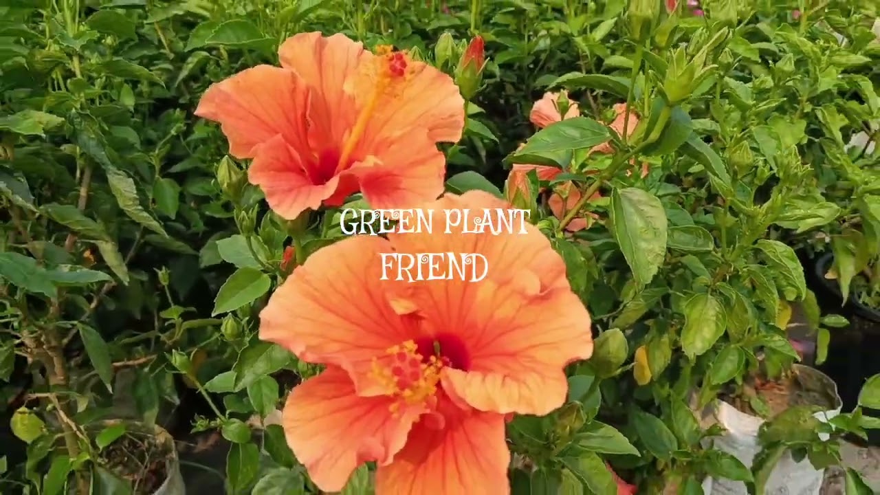 Hibiscus flowers plant ।। So pretty 🌺