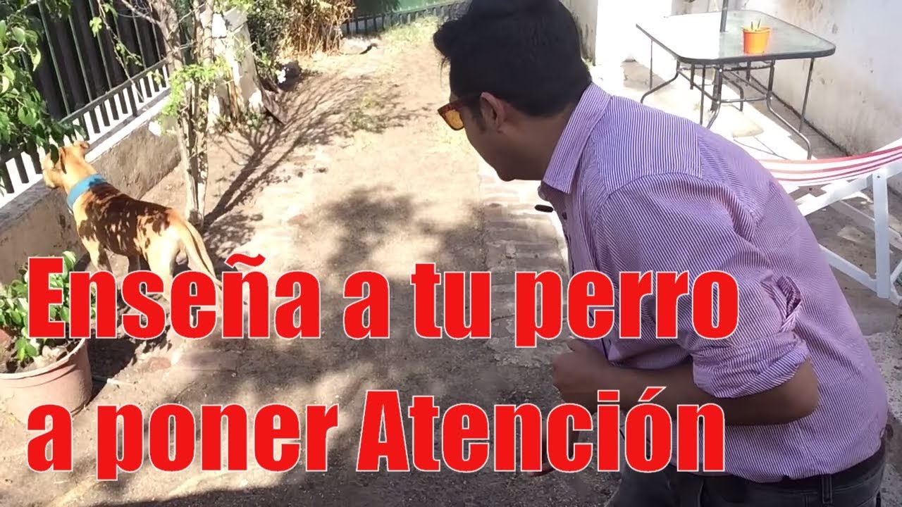 CLASE DE ADIESTRAMIENTO Ejercicio N.2 PONER ATENCIÓN. (FUNCIONA 100%)