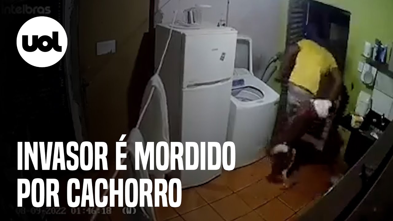 Homem invade casa, é mordido por cachorro e pede para ser levado ao hospital