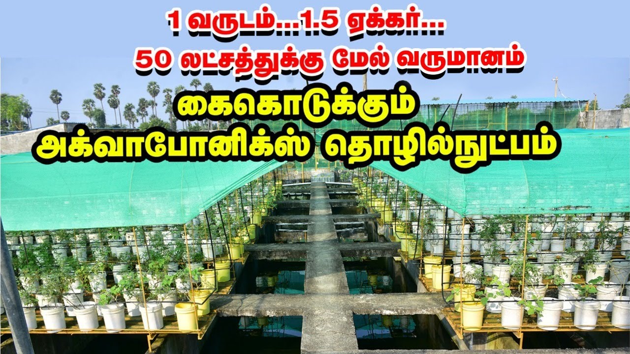லட்சங்களில் லாபம் தரும் அக்வாபோனிக்ஸ் தொழில்நுட்பம்! Aquaponics