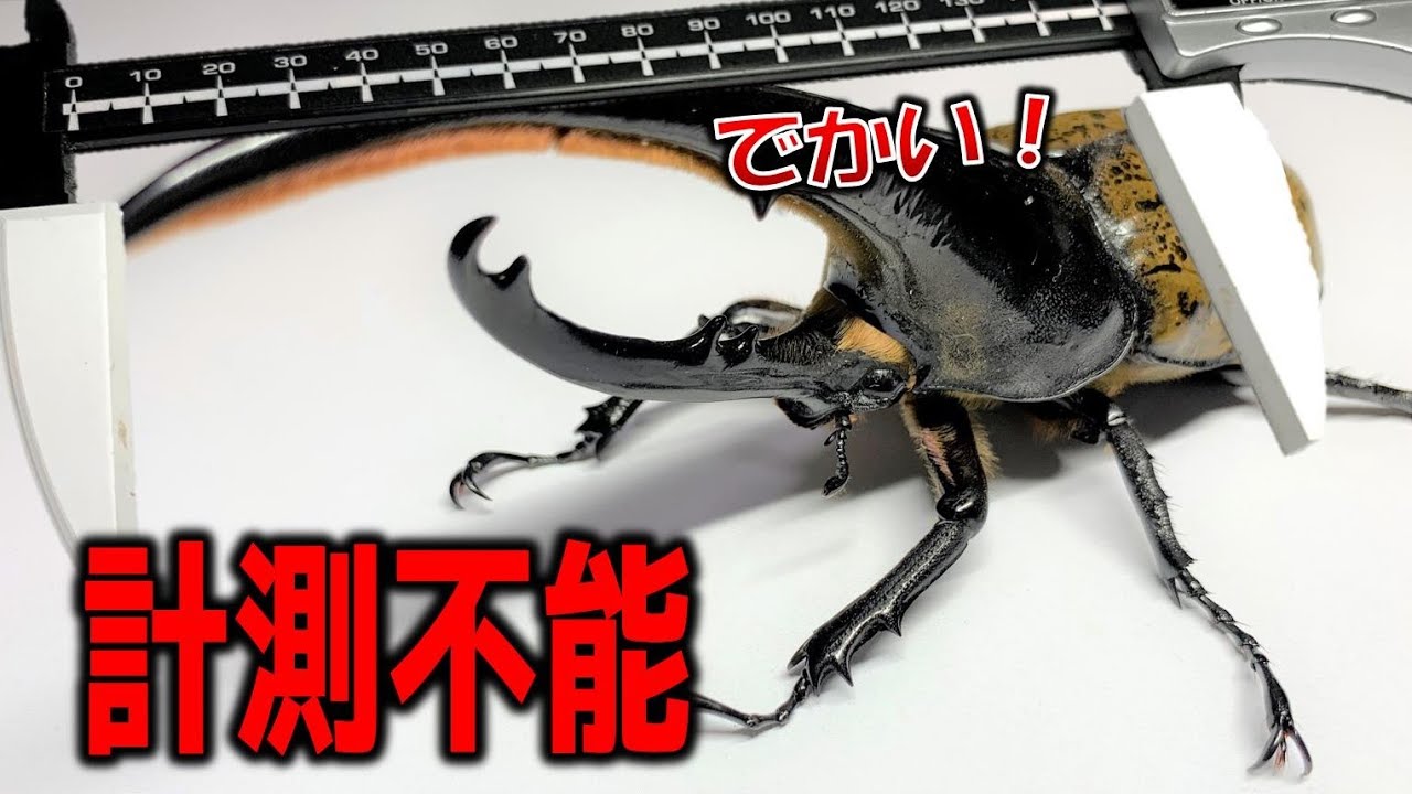 キター！ノギスで測定不能な世界最大のカブトムシがすごいぜ！（くろねこチャンネル）