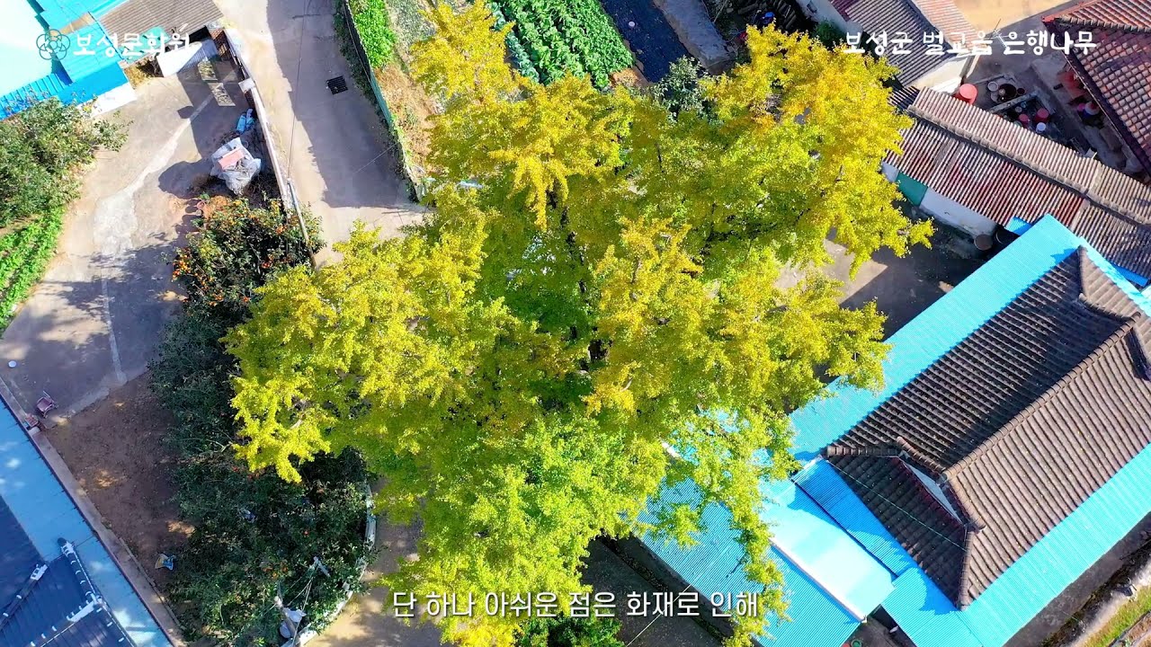 보성의 문화재  - 벌교읍  고읍리 은행나무/Boseong Cultural Property- The ginkgo tree in Beolgyo Goeup-ri
