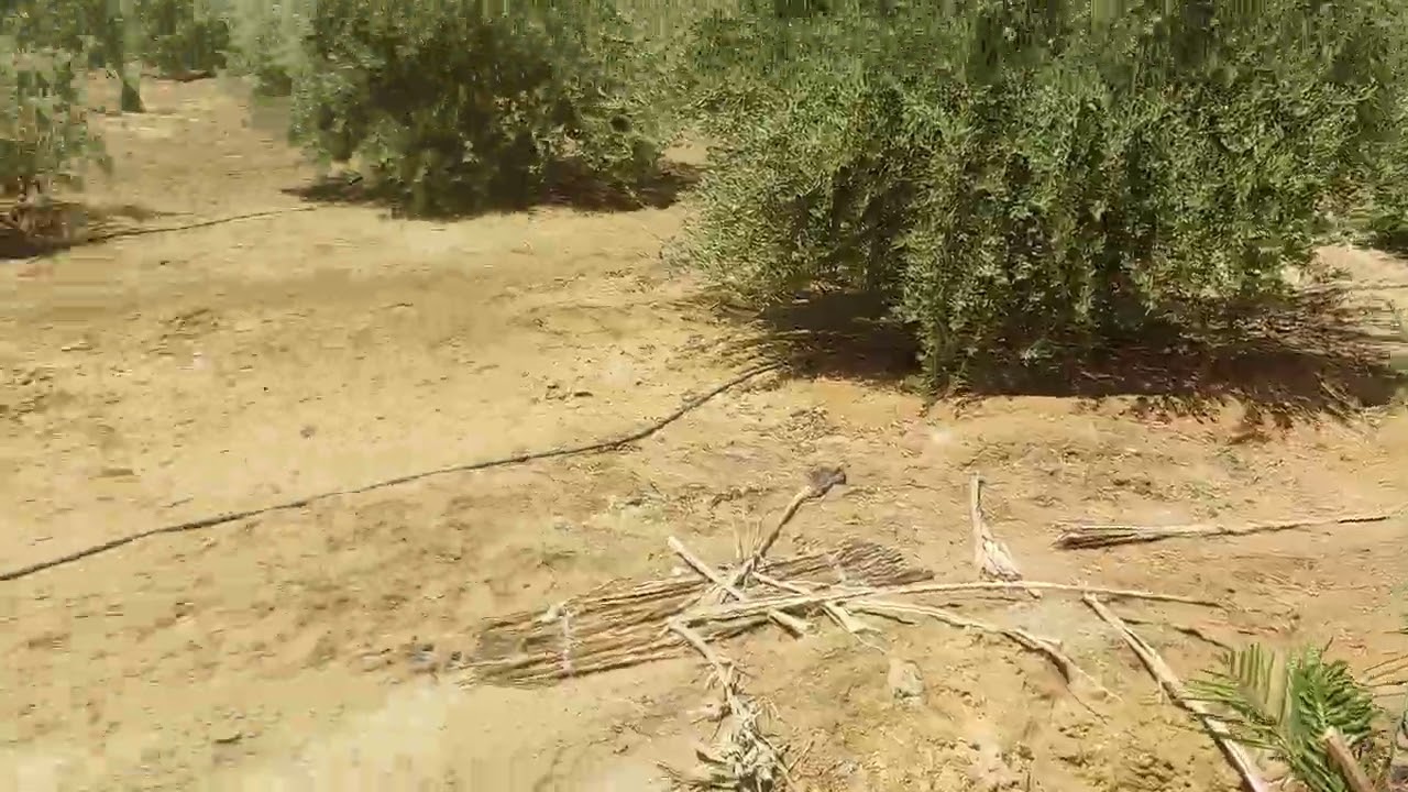 هل زراعة النخل البرحي ناجحه في الواحات البحرية[ مشاهدة هذا الفيديو حتي النهاية 01012088810