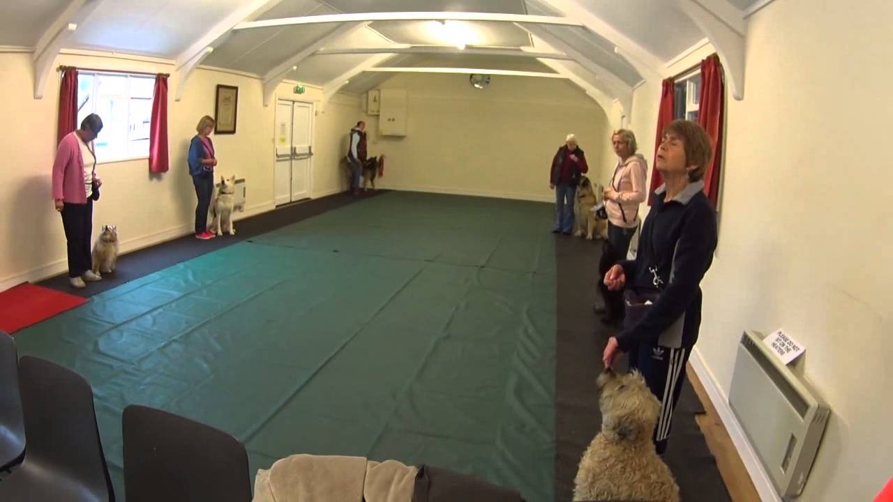 dog training  - in  Bury St Edmunds