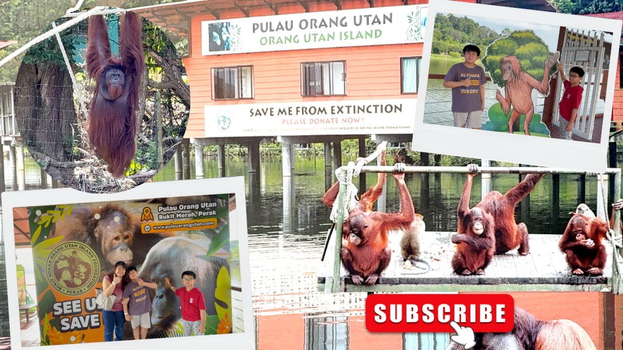 Our Trip to Orang Utan Island, Bukit Merah Lake Town