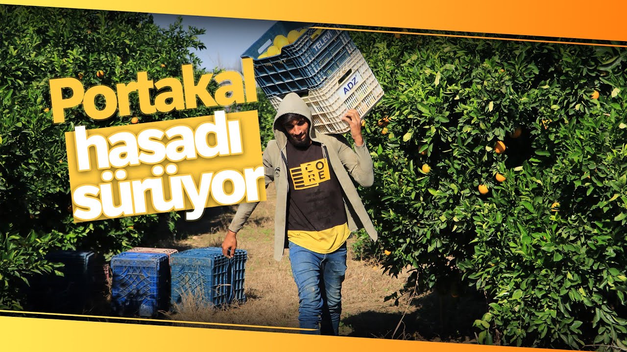 Adana’da Portakal Hasadı Sürüyor