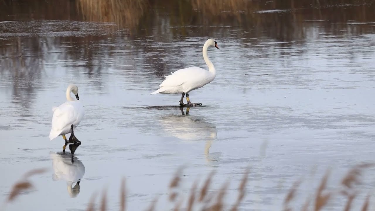 Treading on thin ice! 
