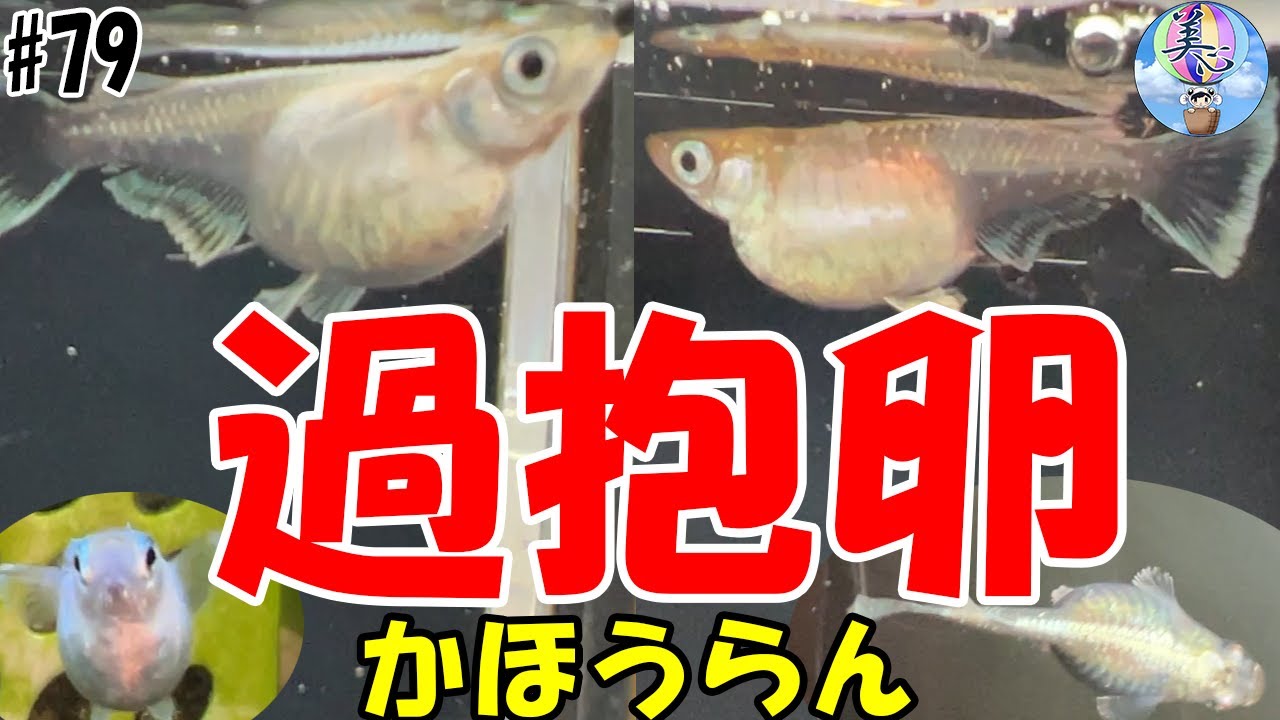 美心流！過抱卵の治し方♪【早期発見で治ります】＃７９ ～美心めだか～