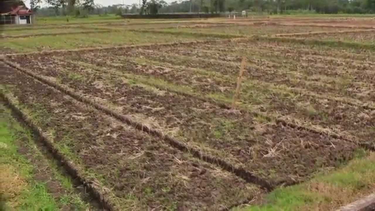 Teknologi Produksi Benih Sebar Kedelai