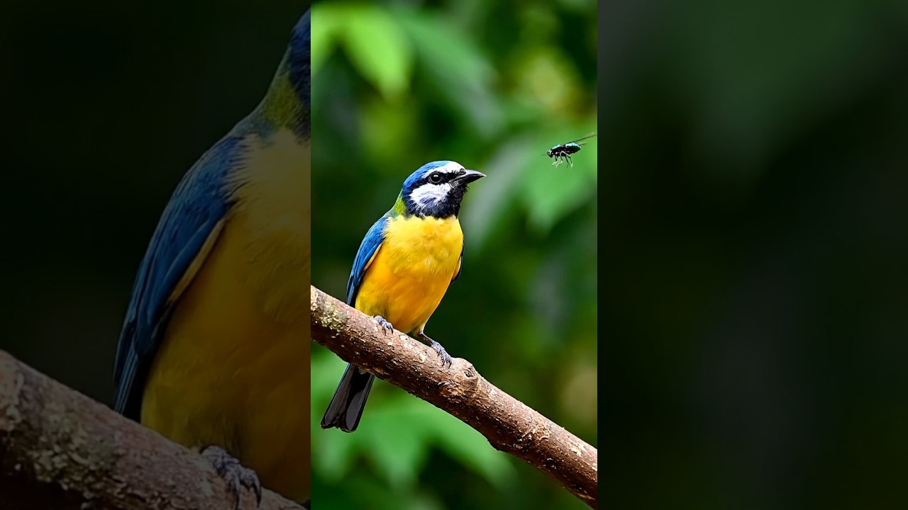 Bird Hunting Insect Mid-Air 🐦 