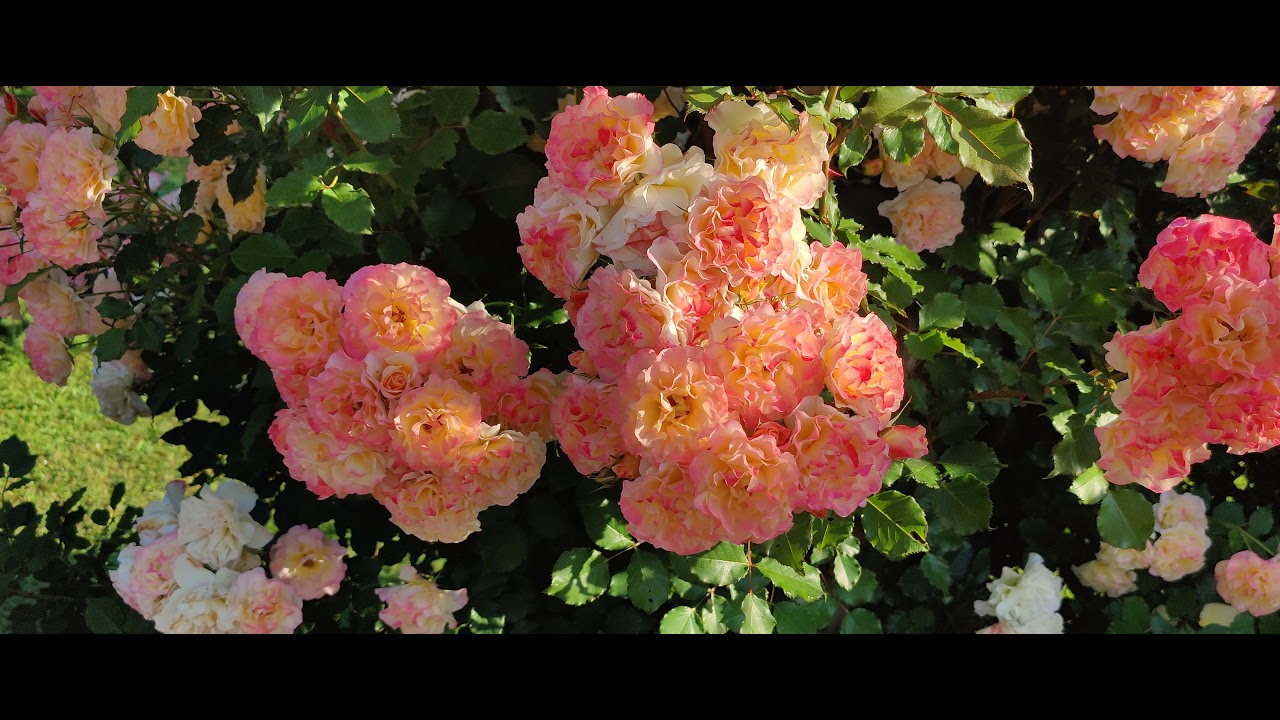 rose Landlust,Golden Gate,Bengali