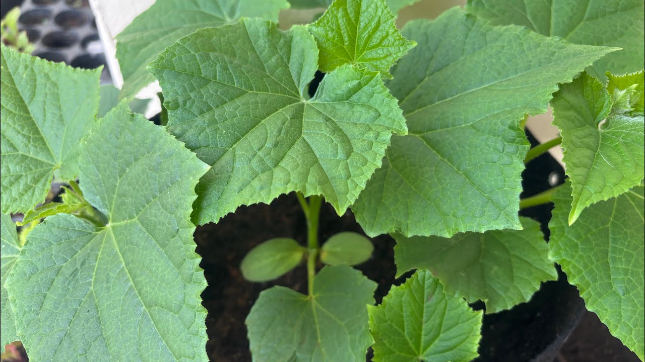 14 de janeiro de 2026