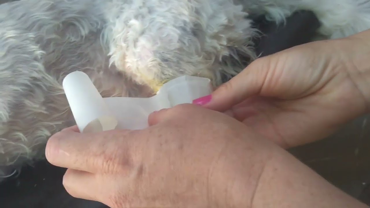 como fazer uma tala para  cachorro com a perna quebrada.