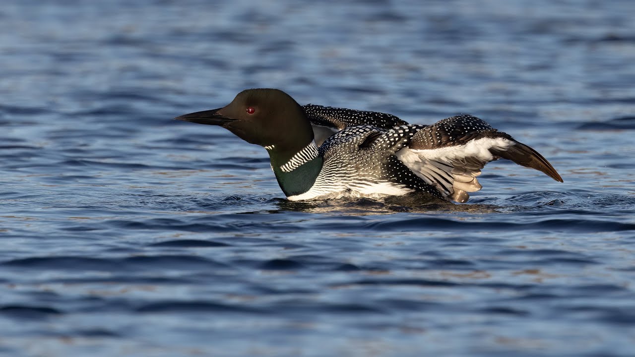 Plongeon huard / Common Loon