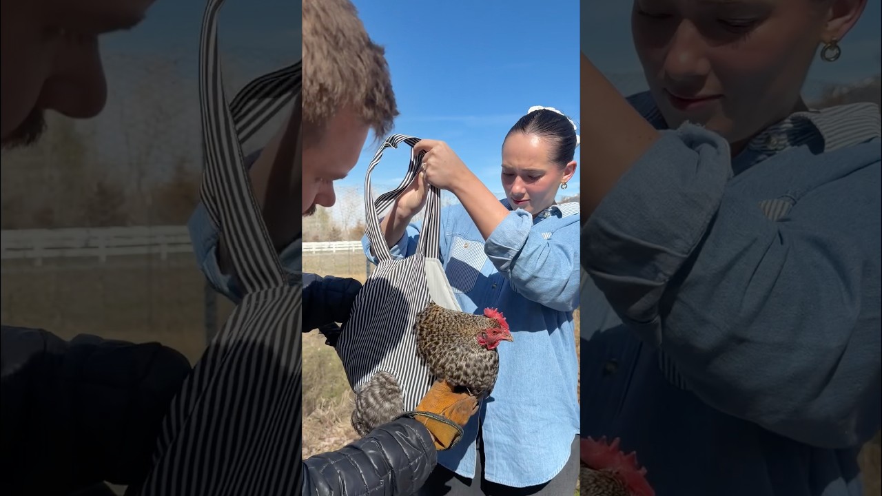 WEARING MY CHICKENS🐔 Rating how much they like being in the chicken purse #backyardchickens