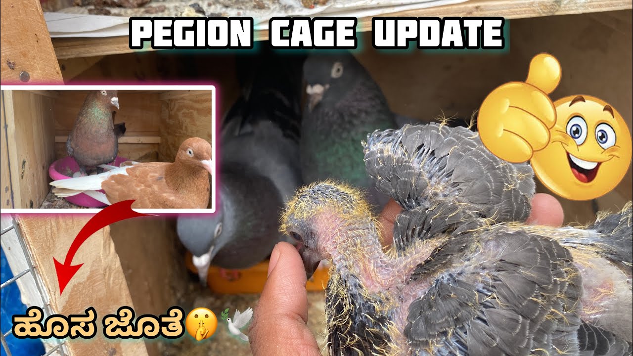 Cage update in Kannada ||Prince loft|| see the pair of pegion 🤫🕊️😀