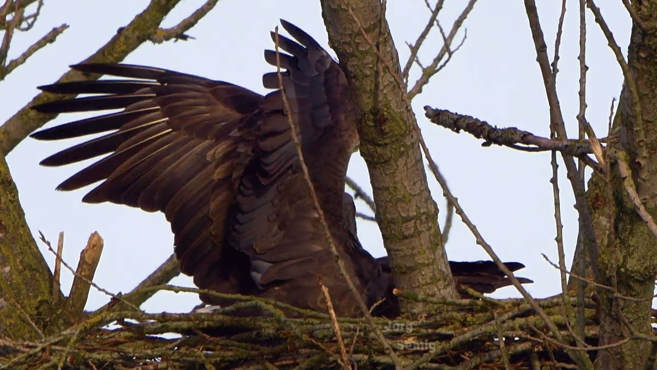 Seeadler NRW - Paarung Februar 2026