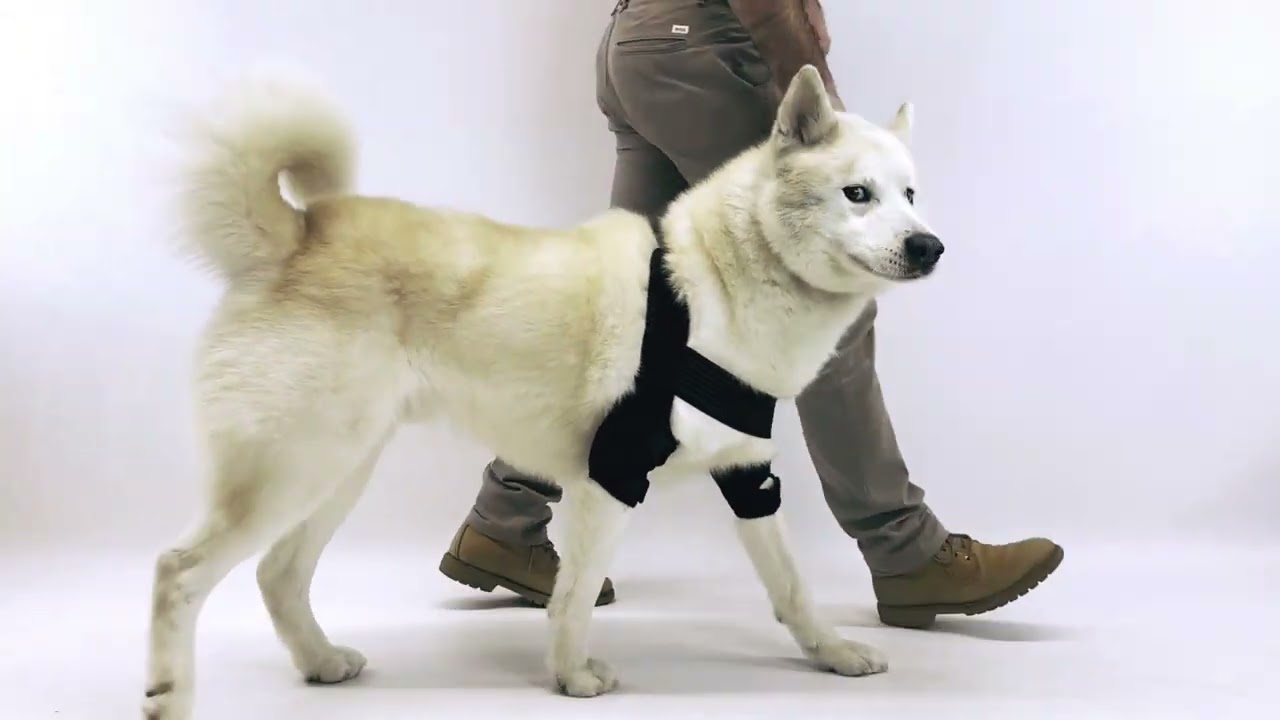 ✅ Ortesis de codo para perro Ortocanis