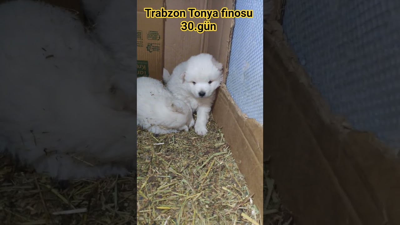 Trabzon Tonya finosu 30.gün #anime #puppy #animallife #animals #chicken #cute #keşfet