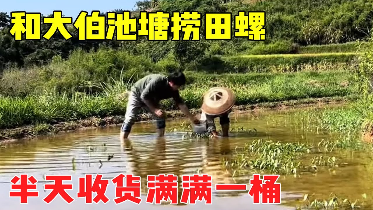 带狗狗们下山去玩，和大伯一起田里捞河螺，辣椒爆炒太香了！【乡野志刚】