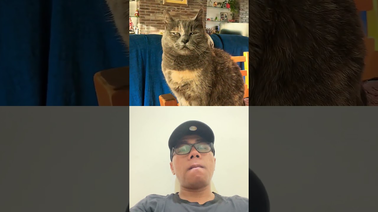 Funny cat #catsadstory #catvideos #cat