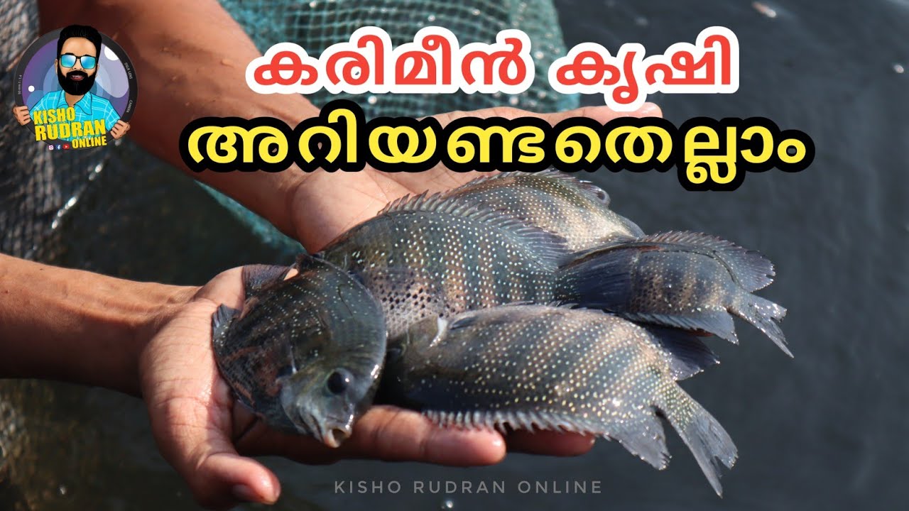 ഇതിലും വിലക്കുറവിൽ കരിമീൻ കുഞ്ഞുങ്ങൾ കിട്ടില്ല🐟😳 ലക്ഷങ്ങൾ ലാഭം കൊയ്യാം 😳| Kisho Rudran Online