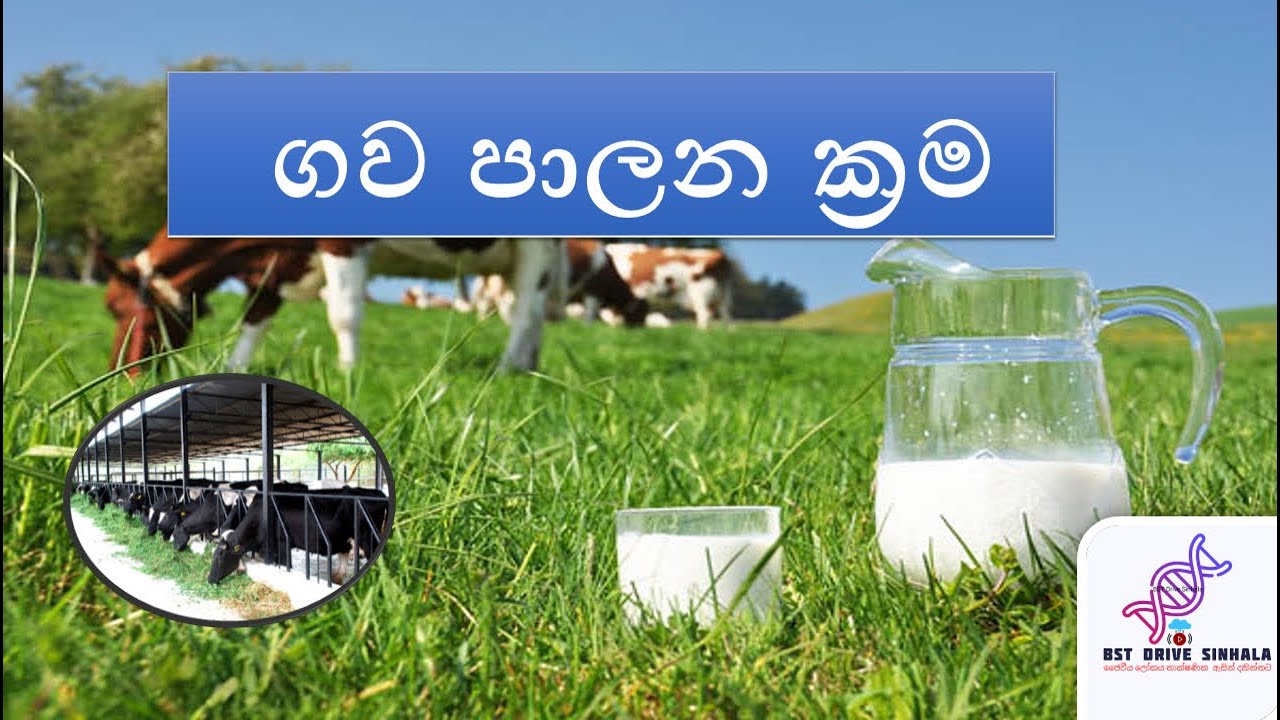 ගව පාලන ක්&zwj;රම | Bio system technology | bst lessons sinhala | bst sinhala | bst | bst drive sinhala