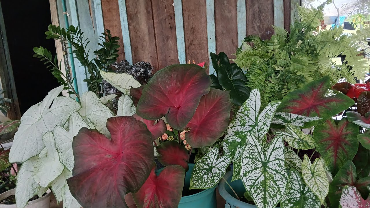 6 HERMOSOS CALADIUM DE HOJA GIGANTE😱🌷❤️🥰😱