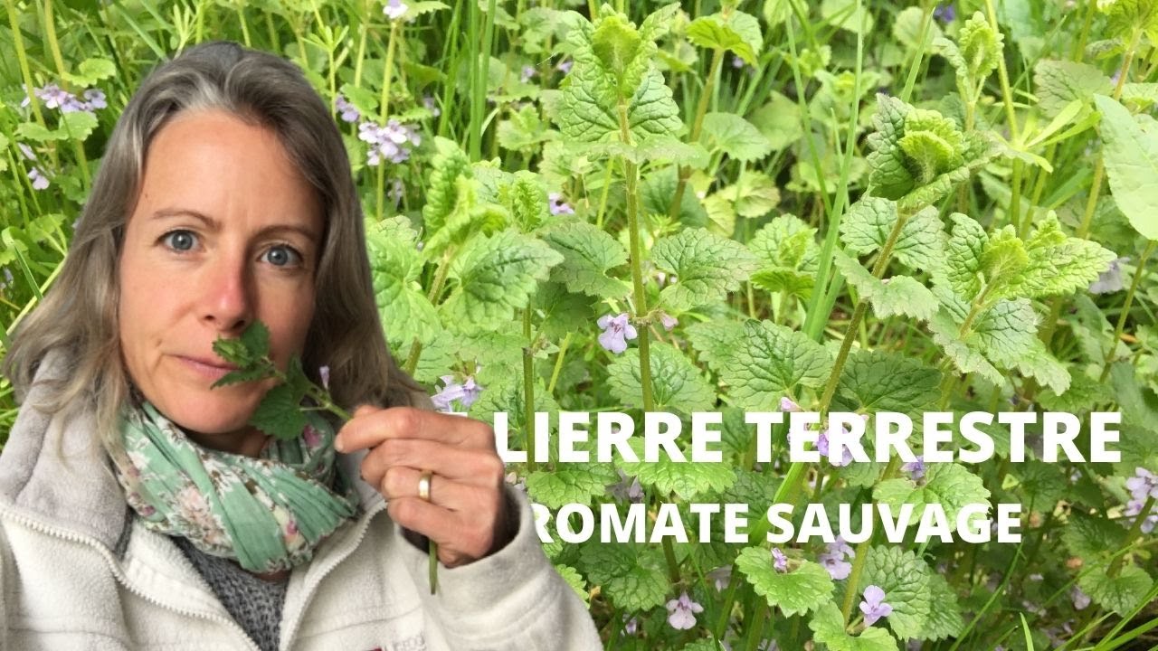 Le lierre terrestre - aromate sauvage