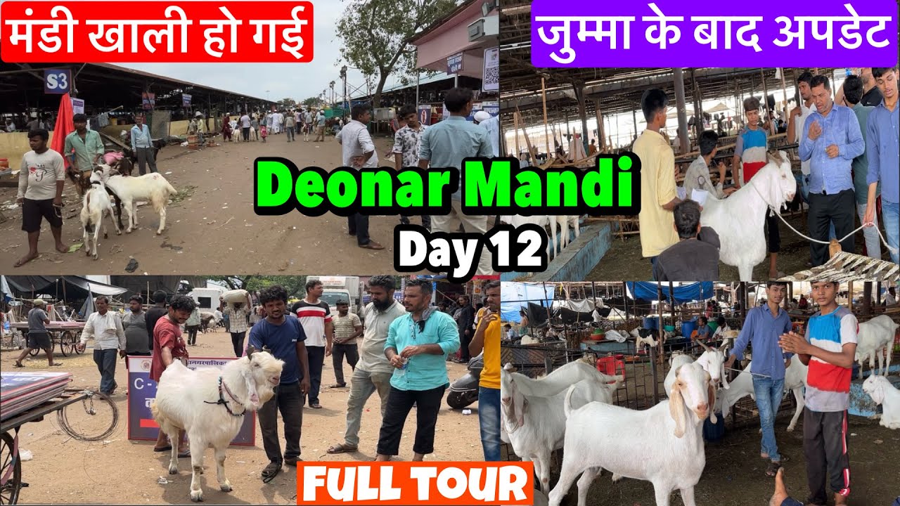 मंडी कि रौनक खतम😔 DEONAR BAKRA MANDI || मंडी में कटु का मॉल आ गया 🔴 मॉल खतम हो गया DAY 11 6/6/2025