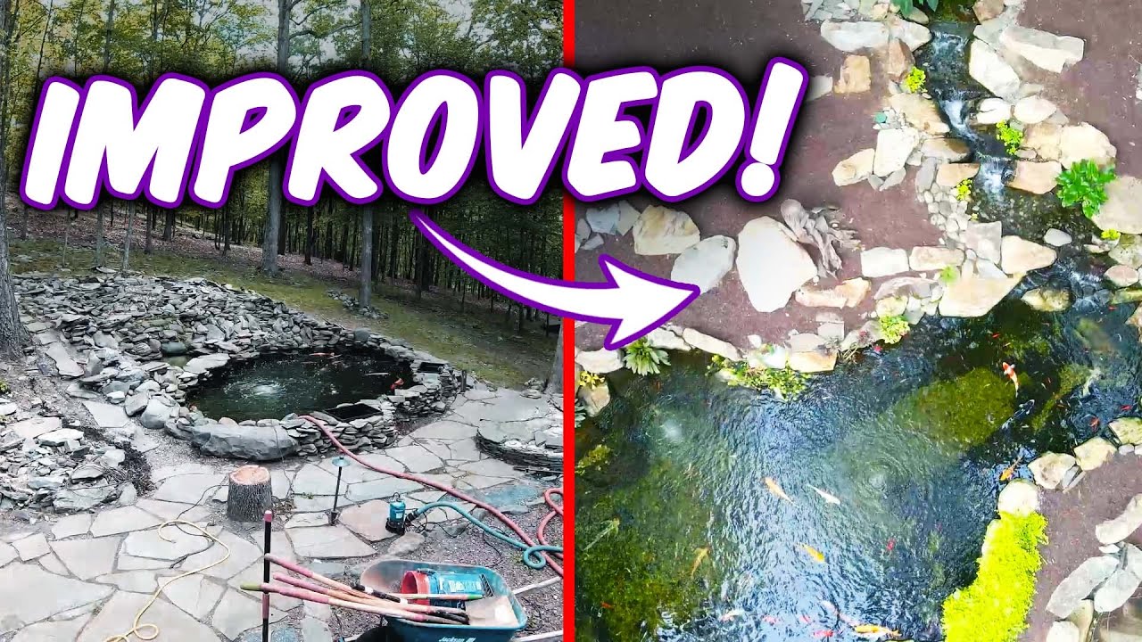SO. MANY. FISH. in One Koi Pond!