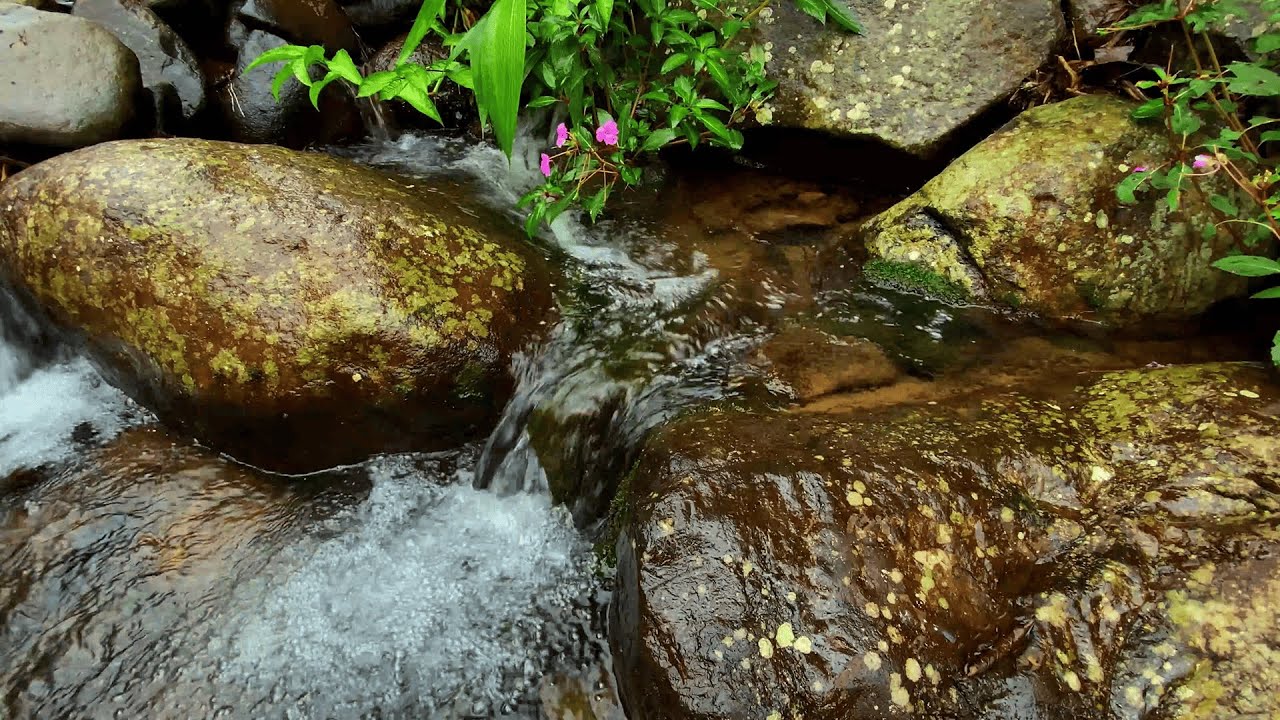 Healing Nature ASMR – Gentle River Flow & Birds Singing