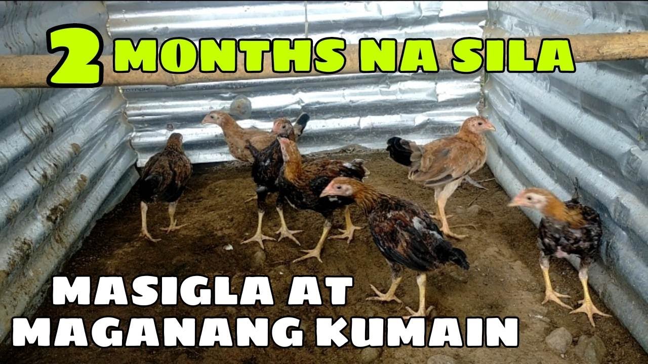 2 MONTHS NA SILA! MASIGLA AT MAGANANG KUMAIN || BALERIANS GAMEYARD