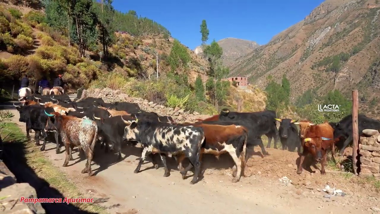 ARREO DE TOROS BRAVOS - PAMPAMARCA APURIMAC 2023 - LAZOS DEL ANDE