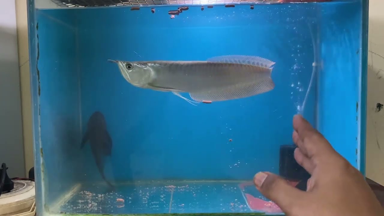 Arowana Fish Ka 6 Months Growth Result | Shuruaat Se Ab Tak! 🐟🔥