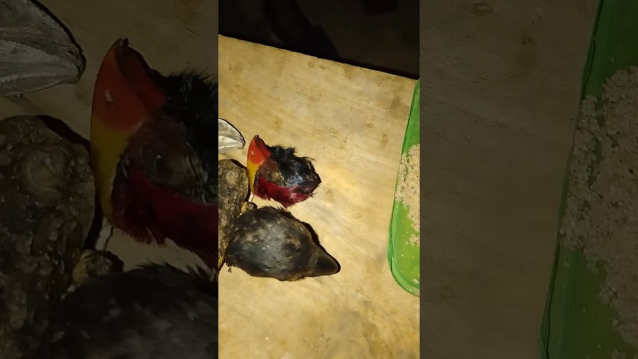 OSE AGBAKO OSHOLE OWO NLA TODAJU GIDI FUN GBOGBO EYAN TESTED OKAY