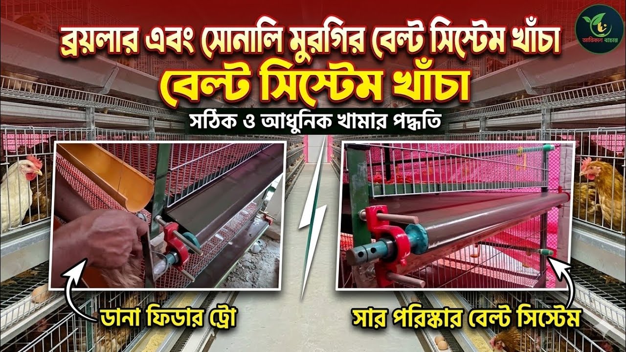 ব্রয়লার/সোনালী মুরগির বেল সিস্টেম খাঁচা 