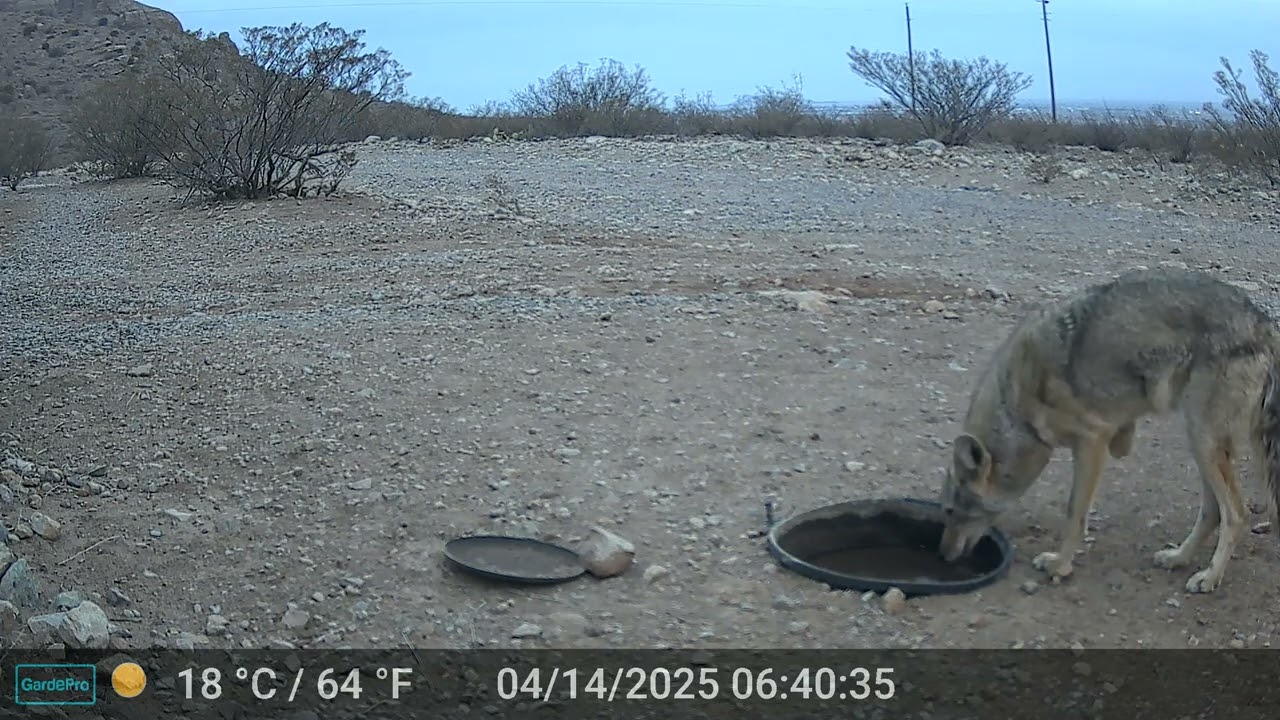 3-Legged Coyote