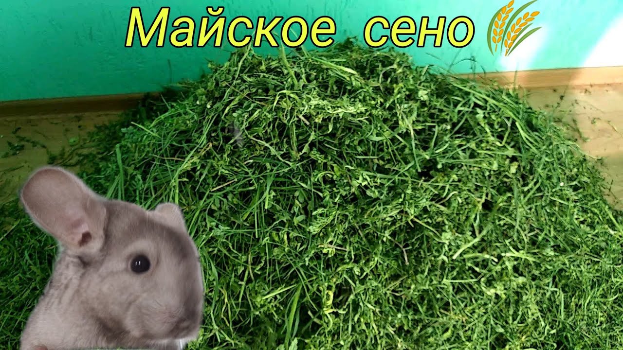 Как у нас дела, что сушим.