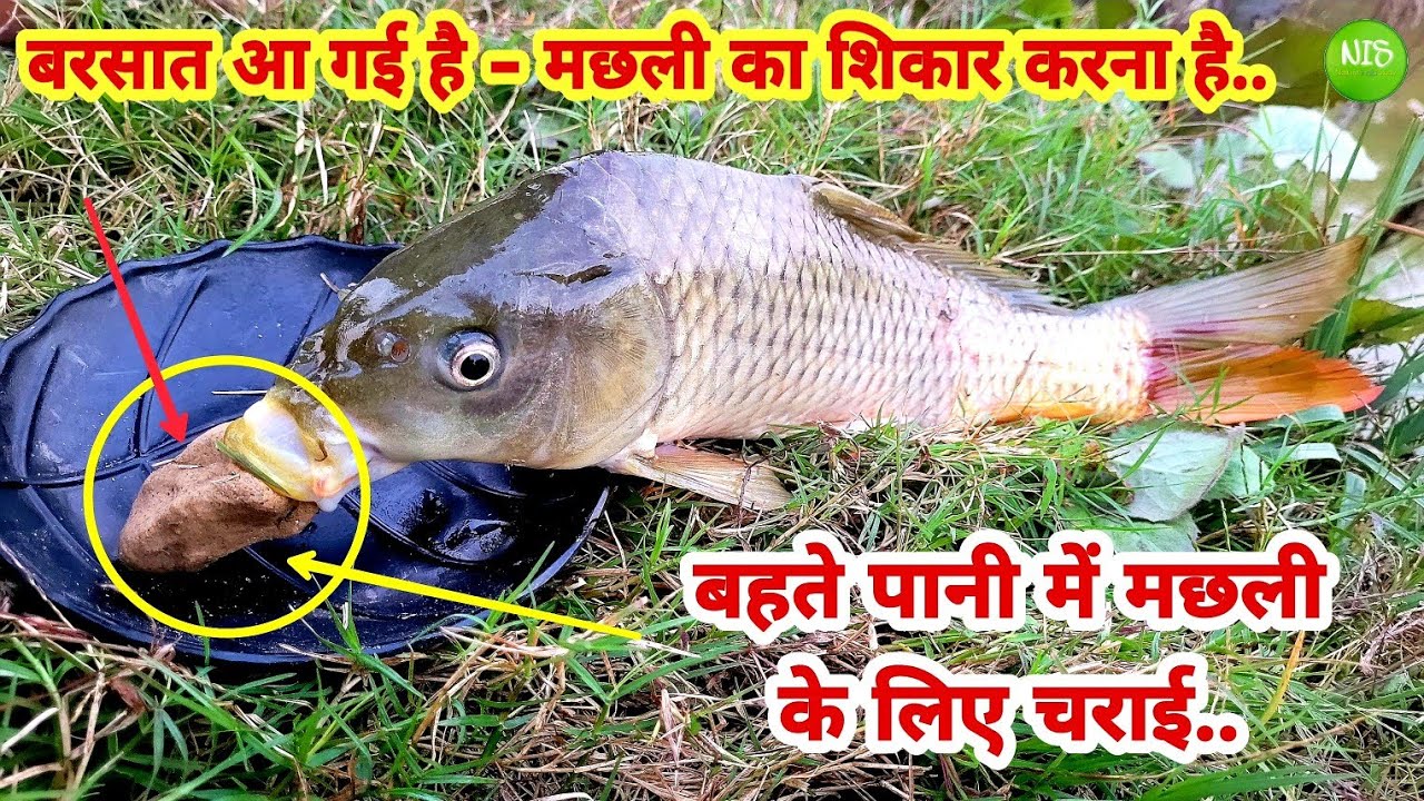 Rohu Machhli ke liye Nadi Ki Charai Banane Ka Tarika | Bahte Pani Ka Chara | Machhli ka Chara
