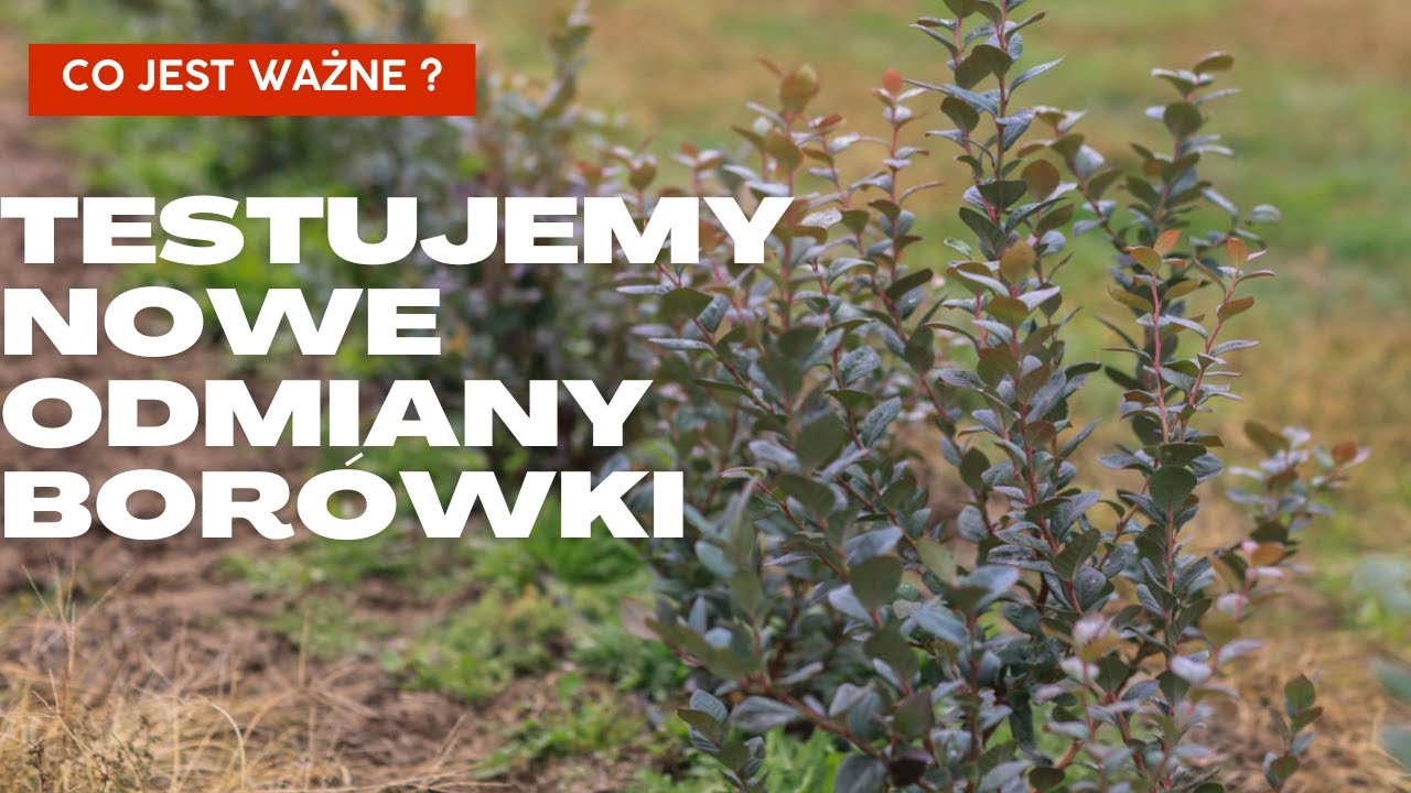 Testujemy nowe odmiany borówki. Co jest ważne?