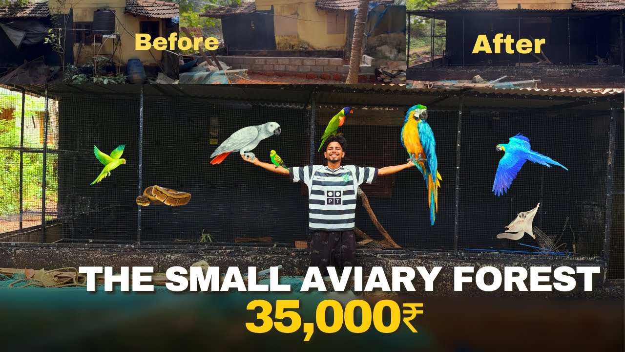 Small Home Aviary Making Video | 35,000₹ യുടെ ഒരു ചെറിയ കിളി കൂട്‌ 🥰❤️ #trending #aviary #pets