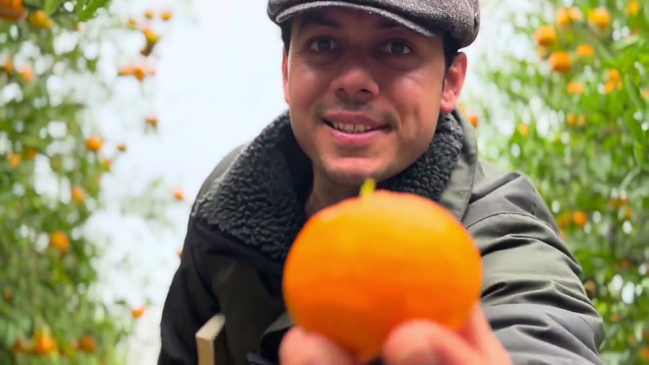 Bodrum mandalin tarihi . Dünümüzden bugüne bodrum mandalina hikayesi..  🍊
