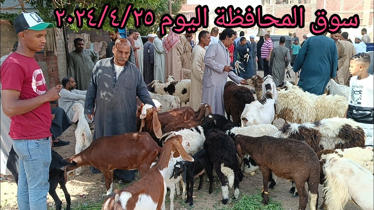اسعار الغنم والماعز داخل سوق الخميس بمحافظة أسوان اليوم ٢٠٢٤/٤/٢٥ سوق المحافظة