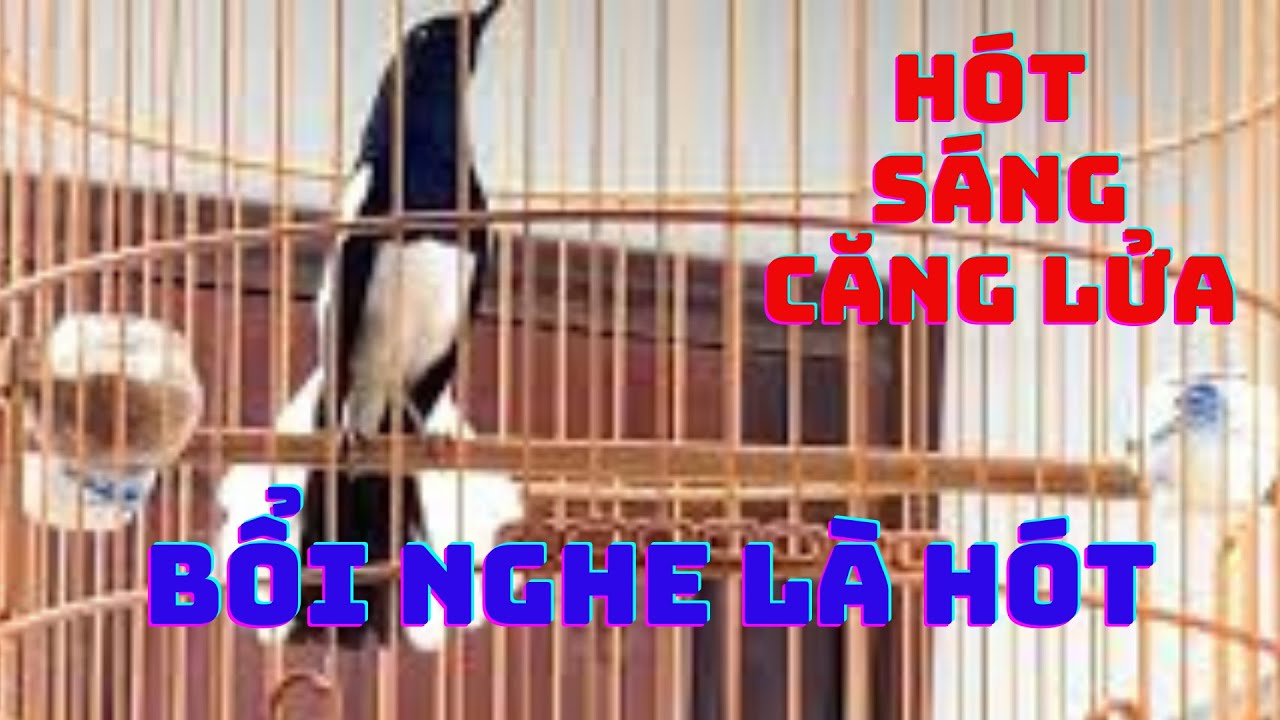 Ch&ograve;e Than h&oacute;t giọng rừng k&iacute;ch bổi sổ bọng. Luyện giọng ch&ograve;e than non. choe than