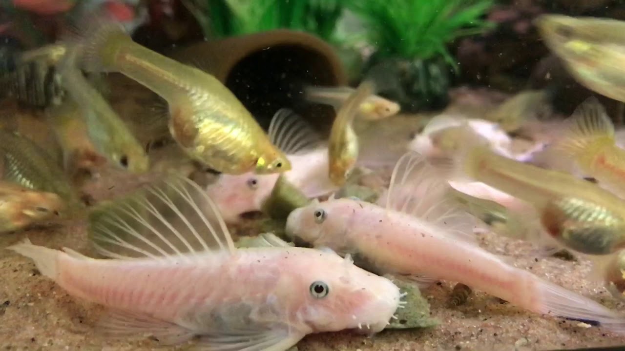 Snow white Ancistrus sp, bristlenose pleco